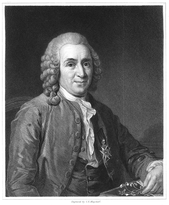 Linnaeus (Carl von Linne - 1707-1778) Swedish naturalist. From 'The Gallery of Portraits', Vol.IV, Charles Knight, London, 1835. Linnaeus is shown holding a sprig of Linnea borealis (Twinflower) a creeping evergreen shrub named in his honour.