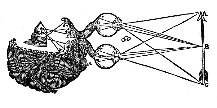 Diagram illustrating Descartes' idea of vision, showing the function of the eye, optic nerve and brain. From Rene Descartes 'Opera Philiosophica', Frankfurt-am-Main, 1692. Woodcut