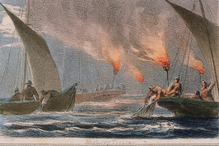 Fishing fleet netting anchovy at night using flares. From 'Graphic Illustrations of Animals and Their Utility to Man',  London, c1850.
