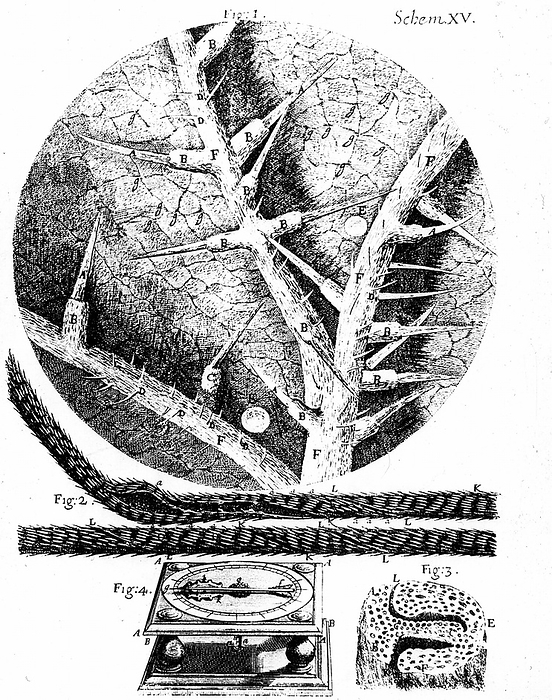 1: Underside of stinging nettle leaf 2: Beard of wild oat used in Hooke's hygrometer. 3: Section of head of wild oat. 4: Hooke's hygrometer. From Robert Hooke 'Micrographia' London 1665. Engraving .