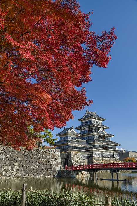 Autumn Leaves and Matsumoto Castle Nagano Prefecture