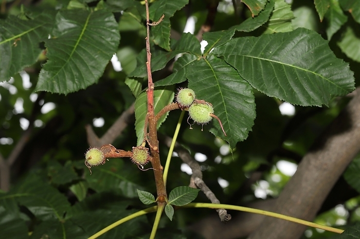 Japanese zelkova (species of elm-like tree, Zelkowa serrata)