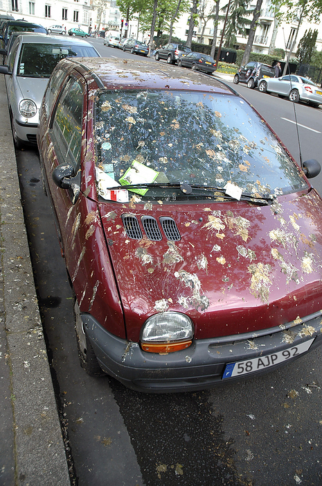 Car covered in bird droppings Car covered in bird droppings.