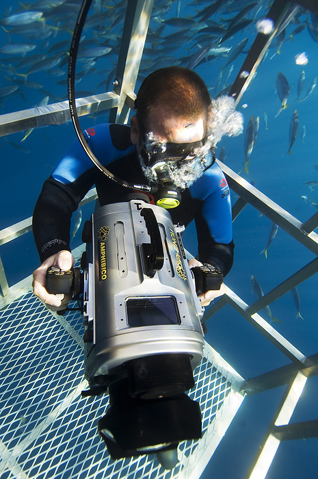 Diver filming from a shark cage Cage diving. Scuba diver with a television camera in a shark cage. He is filming great white sharks  Carcharodon carcharias . Photographed off Guadalupe Island, Mexico. This island has one of the world s largest populations of great white sharks, the world s largest predatory shark.