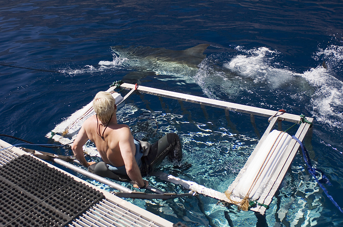 Great white shark by a shark cage Great white shark  Carcharodon carcharias  swimming past a shark cage as a diver looks on. Photographed off Guadalupe Island, Mexico. This island has one of the world s largest populations of great white sharks, the world s largest predatory shark.