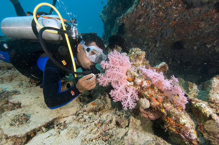 Diver exploring a wreck Diver exploring a wreck. This small wreck appears to be a coastal patrol boat sunk in World War Two and is now home to many encrusting species of hard and soft corals as well as large schools of golden sweepers  Parapriacanthus ransonetti . Photographed in Pasirido, Manokwari, West Papua in Indonesia, Asia.