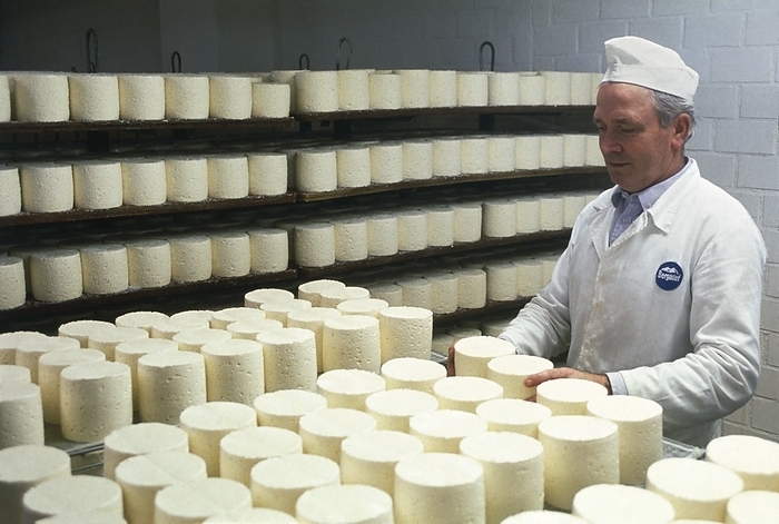 Worker turning maturing, circular, soft cheeses Cheese manufacture. Worker turning soft, circular cheeses whilst they are maturing in a cellar. Cheese is made of the solid part of milk  curd . After separation from the liquid part of milk  whey  the curd is strained, moulded and left to mature. The maturing cheese is kept in carefully controlled temperatures and humidity for a length of time. During this time bacteria within the cheese ferment it, giving the cheese its own characteristic flavour. The maturing cheeses are turned over regularly to ensure a consistency of flavour within them. Photographed in Germany.