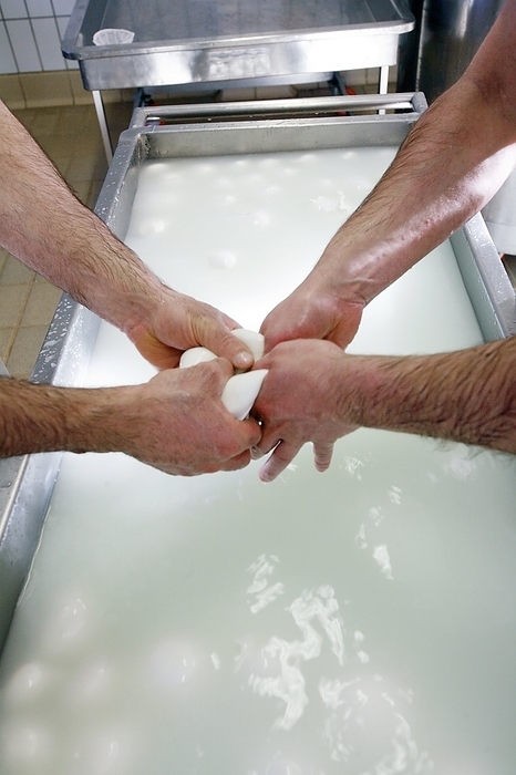 Organic mozzarella production Organic mozzarella production. Workers kneading mozzarella to achieve a smooth and delicate consistency. Below them is the whey, the liquid remaining after the milk has been curdled and strained. The production of mozzarella involves the mixture of curd with heated whey, followed by stretching and kneading. This process is known in Italy as pasta filata.