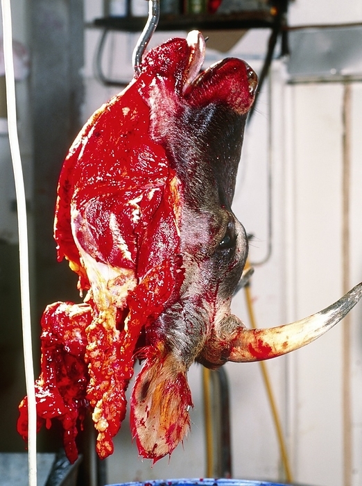 View of a cow s head on a hook in an abattoir Preventing BSE contamination. View of a cow s head on a hook in an abattoir. The head has been removed from the carcass to prevent the possible transmission of BSE  bovine spongiform encephalopathy , or mad cow disease, through the food chain. BSE has been linked to the fatal human condition vCJD  new variant Creutzfeldt Jakob disease . Both these diseases are caused by abnormal virus like forms of the prion protein PrP gradually destroying the brain. The head will be sprayed with dye to prevent further use. The neck, spinal cord and thymus are also removed from cow carcasses to prevent food contamination. This abattoir is in the Cotswolds, England.