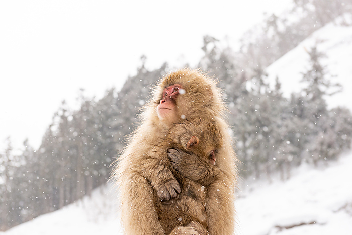 A mother monkey holding her child and looking up at the snowy sky
