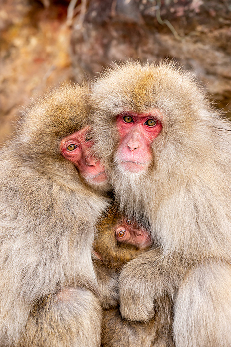 Monkeys huddled together, braving the cold