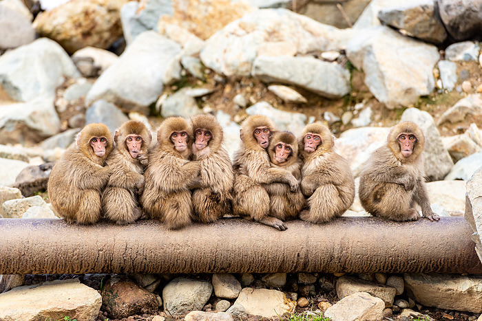 Little monkeys huddle together to get out of the cold.