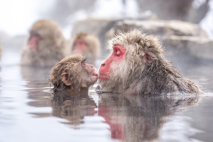 A monkey skinning while bathing in a hot spring