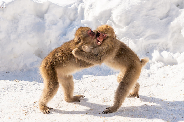 Young monkeys playing and wrestling with each other