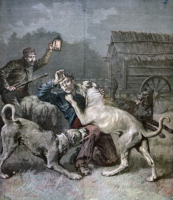 Shepherd, disturbed by noise at night, finds a criminal being attacked and killed by the three large dogs guarding sheep.  From 'Le Petit Journal', 21 November 1891.