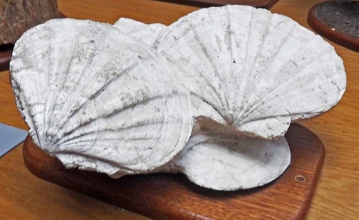 20 million year old fossil scallops from southeast France.