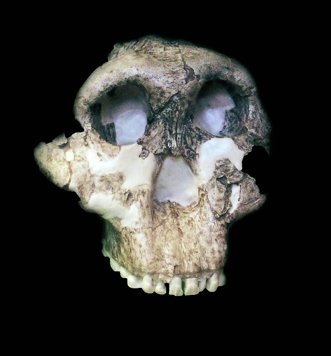 Paranthropus boisei (originally called Zinjanthropus boisei and then Australopithecus boisei until recently) was an early hominin and described as the largest of the Paranthropus species. It lived from about 2.6 until about 1.2 million years ago during the Pliocene and Pleistocene epochs in Eastern Africa.