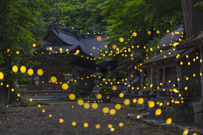 Kumano Shrine, Hyogo Prefecture: Himehotaru fireflies dance wildly