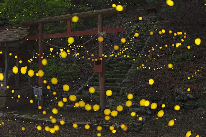Kumano Shrine, Hyogo Prefecture: Himehotaru fireflies dance wildly