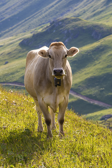 Kuh, Weide, Oberhalbstein, Berge, Graub nden, Schweiz Portrait of brown cow wearing cow bell standing outdoors