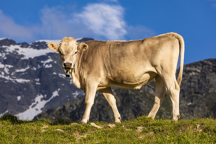 Kuh, Weide, Oberhalbstein, Berge, Graub nden, Schweiz Portrait of brown cow wearing cow bell standing outdoors against mountains