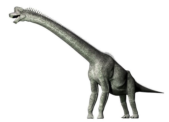 Brachiosaurus, illustration Brachiosaurus against a white background, illustration., Photo by VICTOR HABBICK VISIONS SCIENCE PHOTO LIBRARY