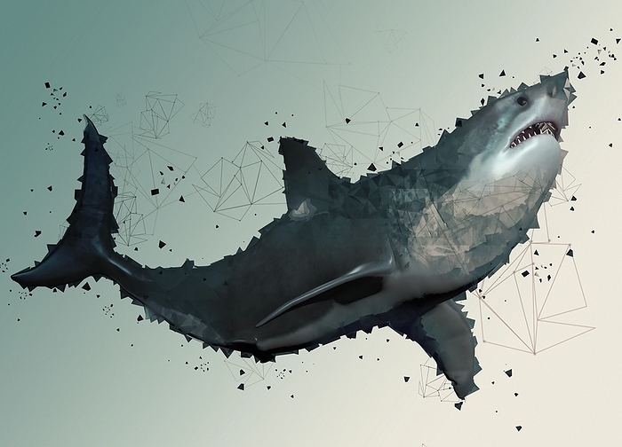 Megalodon, illustration Megalodon, illustration., Photo by VICTOR HABBICK VISIONS SCIENCE PHOTO LIBRARY