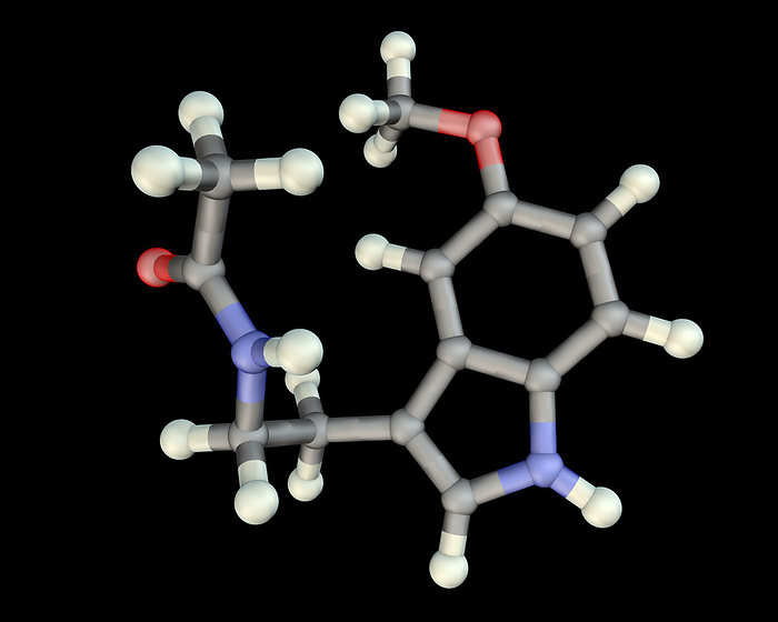 Melatonin hormone, molecular model Melatonin hormone molecule. Computer model showing the structure of the hormone melatonin. Atoms are colour coded spheres  carbon: dark grey, hydrogen: light grey, oxygen: red, and nitrogen: blue . Melatonin is secreted by the pineal gland in the brain and controls the body s biological rhythm. It is secreted at night and induces sleep. Pills containing melatonin can be taken to prevent jetlag. In middle age, melatonin secretion drops off and may be responsible for aging symptoms such as insomnia and irritability., Photo by KATERYNA KON SCIENCE PHOTO LIBRARY