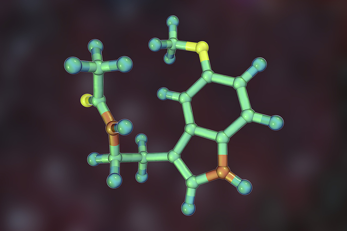 Melatonin hormone, molecular model Melatonin hormone molecule. Computer model showing the structure of the hormone melatonin. Melatonin is secreted by the pineal gland in the brain and controls the body s biological rhythm. It is secreted at night and induces sleep. Pills containing melatonin can be taken to prevent jetlag. In middle age, melatonin secretion drops off and may be responsible for aging symptoms such as insomnia and irritability., Photo by KATERYNA KON SCIENCE PHOTO LIBRARY