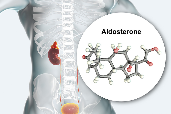 Aldosterone hormone and adrenal gland, illustration Illustration of an adrenal gland and molecular model of the steroid hormone aldosterone  C21.H28.O7 . Aldosterone is released by the adrenal glands and helps maintain the body s water and electrolyte balance. It does this by increasing or decreasing uptake of sodium and potassium into tissues. Excess aldosterone levels in the blood can lead to high blood pressure and muscle weakness., Photo by KATERYNA KON SCIENCE PHOTO LIBRARY
