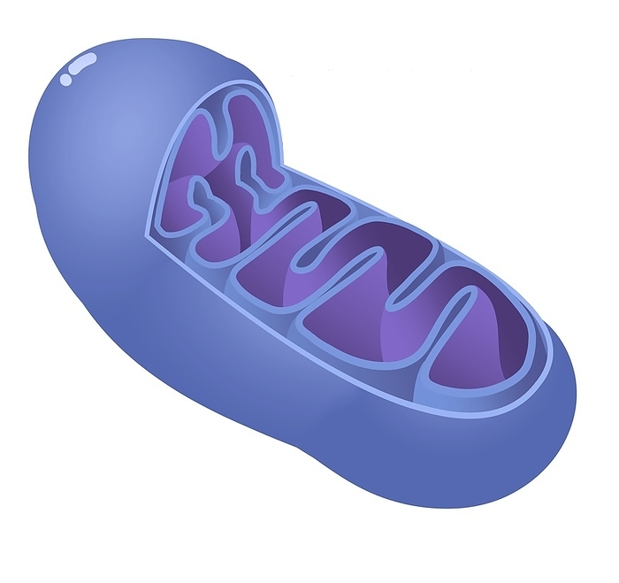 Mitochondrion, illustration Computer illustration showing a mitochondrion. Seen are the outer membrane, inner membrane and cristae  folds ., Photo by STEVEN MCDOWELL SCIENCE PHOTO LIBRARY