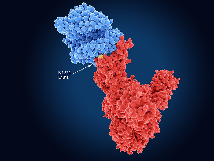 B.1.531 coronavirus variant spike protein, illustration Molecular model of the SARS CoV 2 coronavirus spike  S  protein  red  from the B.1.531 variant, showing its mutation site. S proteins are found in the viral membrane, they bind to angiotensin converting enzyme 2 receptors  ACE2, blue  on host cell membranes and facilitate the virus s entry to the cell. The B.1.531 strain of the virus emerged in South Africa. Its E484K mutation may help it evade the immune system. SARS CoV 2 emerged in Wuhan, China, in December 2019. The virus causes the disease Covid 19, a respiratory illness that can lead to pneumonia and can be fatal in some cases., Photo by JUAN GAERTNER SCIENCE PHOTO LIBRARY