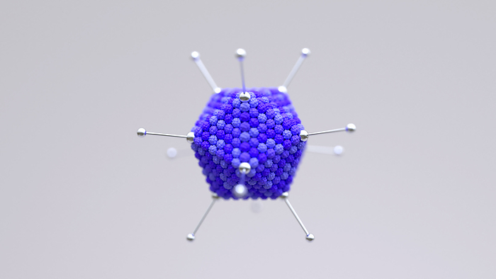 Adenovirus, illustration Illustration of an adenovirus particle. Adenoviruses are the largest viruses not to have a protein coat covering their capsid. The capsid is icosahedral, having 20 triangular faces made up of regular arrangements of hexon capsomeres. Penton capsomeres make up the 12 vertices, with a fibre and knob structure protruding from each. Inside the capsid is the genetic material  DNA, not shown . Adenoviruses are used as vectors to deliver therapeutic genes and vaccines to the human body., Photo by DESIGN CELLS SCIENCE PHOTO LIBRARY