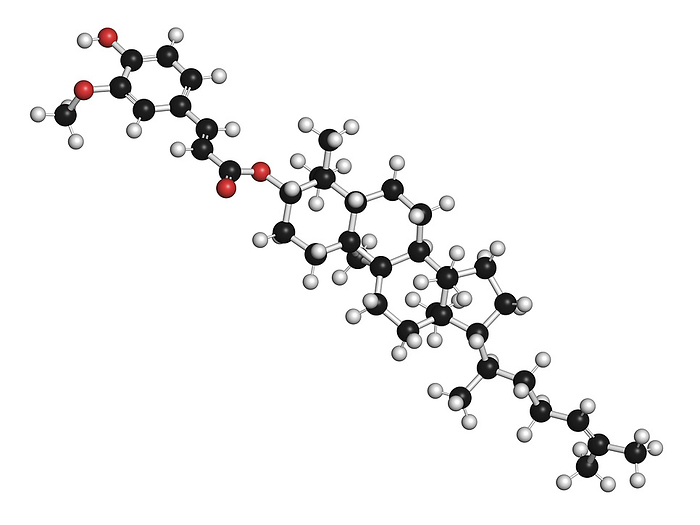 Cycloartenyl ferulate molecule, illustration Cycloartenyl ferulate or oryzanol A molecule, illustration. Major component of gamma oryzanol  rice bran oil . Atoms are represented as spheres with conventional colour coding: hydrogen  white , carbon  black , oxygen  red ., Photo by MOLEKUUL SCIENCE PHOTO LIBRARY