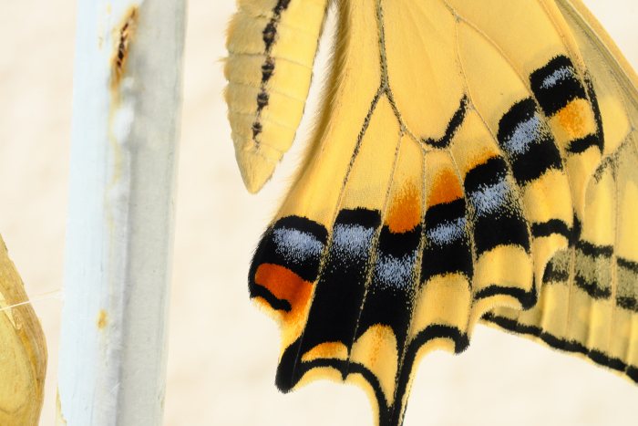 Beautiful swallowtail butterfly wings