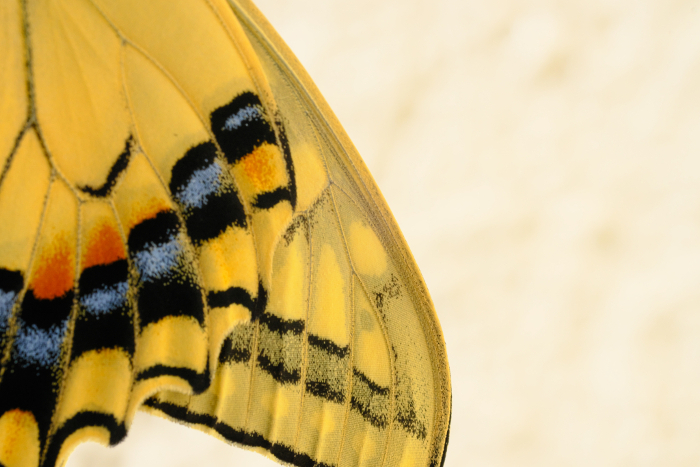 A swallowtail butterfly with beautiful patterns.