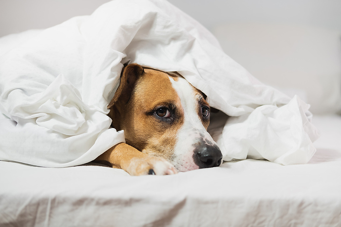 Cute staffordshire terrier dog in white blanket, indoors bedroom