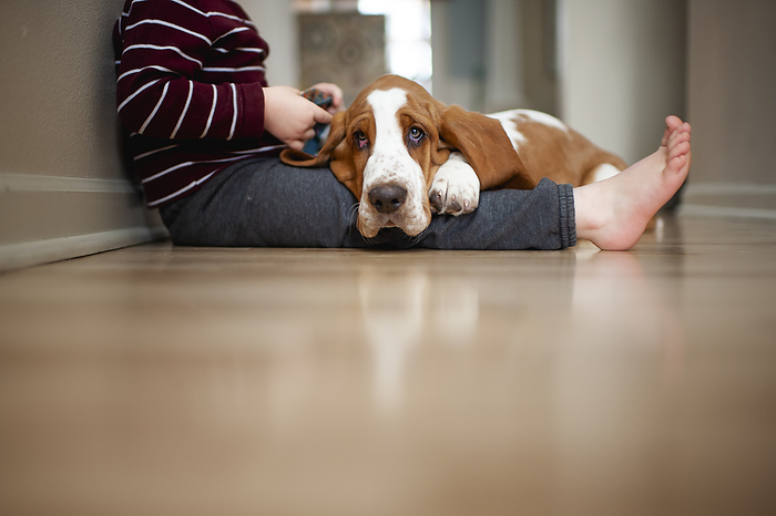 child Basset hound puppy dog lays on child s legs on the floor at home
