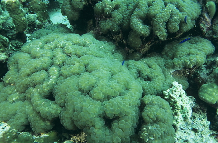 Bubble coral Bubble coral  Physogyra lichtensteini . This coral is covered in small inflated bubbles which can retract if the colony is disturbed. Photographed off the coast of Djibouti, in the Red Sea.