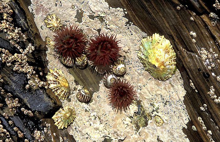 Rock pool Rock pool with three red beadlet anenomes  Actinia equine, at centre  top shells  Monodonta turbinate, surrounding anemones at centre  and limpets against  Patella intermedia, flat shells at left and right of anemones  against white alga  Lithophyllum incrustans .