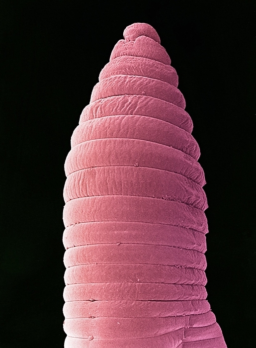 Earthworm, SEM Earthworm  Lumbricus terrestris , coloured scanning electron micrograph. This is an annelid worm that inhabits soils, feeding on organic materials. Its segmented body is clearly seen here. The movement of earthworms through a soil greatly improves its aeration. As well as this, their feeding and excretion helps to recycle minerals and nutrients. Magnification unknown.