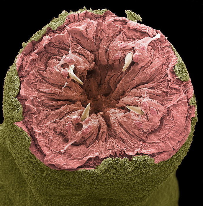 Ragworm mouth, SEM Ragworm mouth. Coloured scanning electron micrograph  SEM  of the mouth of a ragworm  Nereis sp. . Four teeth  cream  are seen around the opening. These worms are used commercially as fishing bait.