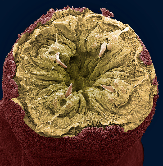 Ragworm mouth, SEM Ragworm mouth. Coloured scanning electron micrograph  SEM  of the mouth of a ragworm  Nereis sp. . Four teeth  cream  are seen around the opening. These worms are used commercially as fishing bait.