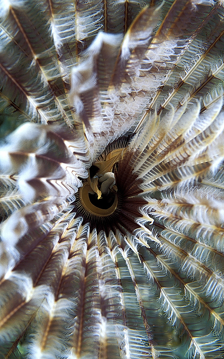 Brown fanworm Brown fanworm  Notaulax nudicollis  radioles. A fanworm is a predatory sessile annelid worm. Radioles are ciliated feather like tentacles that it uses guide caught prey into to mouth.