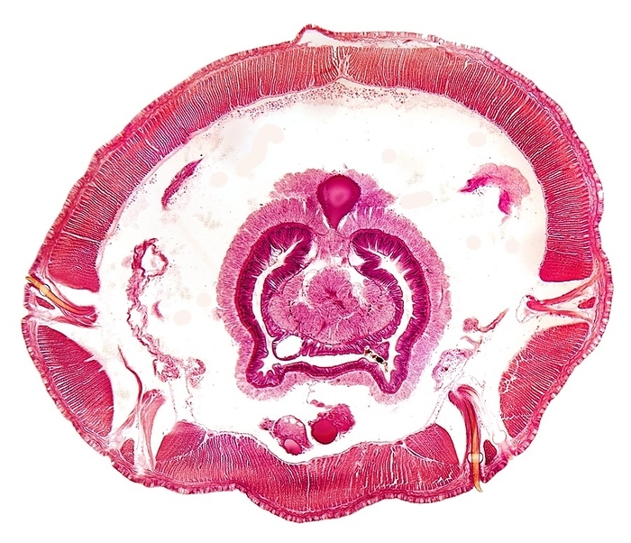 Earthworm, transverse section Earthworm. Light micrograph of a transverse section through the body of a round segmented earthworm  Lumbricus terrestris  in the intestinal region. The intestine  circular, centre  includes the typhlosole  upper centre . In the body cavity  white  are the excretory organs, the nephridia  kidney like organs, pink, right and left , and the nerve cord  pink, lower centre . The outer ring  pink  consists of the epidermis, circular muscles, and longitudinal muscle  radiating lines . The gaps in the outer ring are bristles  chaetae  that help the movement of earthworms in their burrows. Magnification: x14 when printed at 10 centimetres across.