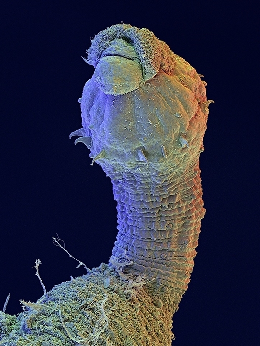 Peanut worm, SEM Peanut worm. Coloured scanning electron micrograph  SEM  of an unidentified peanut worm  phylum Sipunculida . This is an unsegmented marine worm. It possesses an introvert organ  partly seen at upper left  behind its mouth, a long contractile organ which is used for burrowing in sand or mud on the ocean floor. It is withdrawn into the body cavity when not in use. Peanut worms feed on detritus or microscopic organisms. When disturbed, they contract into a peanut like shape, hence their common name. Magnification: x270 at 6x7cm size. x460 at 4x5ins