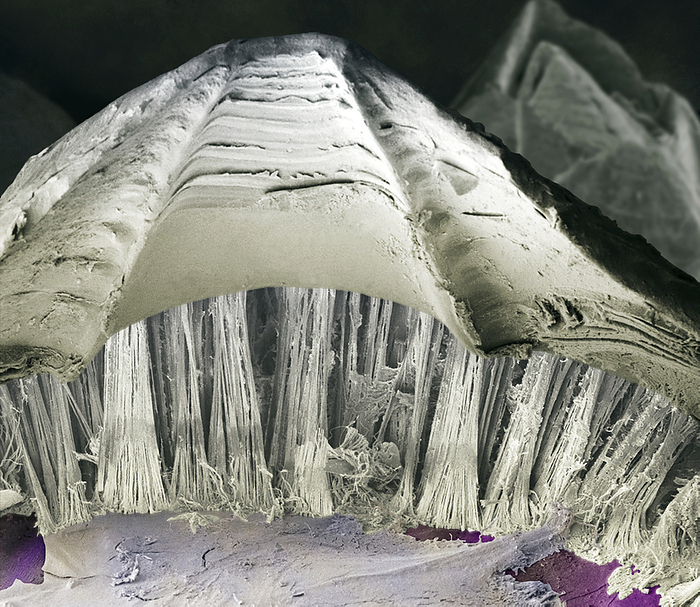 Barnacle glue, SEM Barnacle glue. Coloured scanning electron micrograph  SEM  of a section through the byssus  glue threads  of an acorn barnacle  Elminius modestus . This sessile marine crustacean attaches itself to a hard surface and filters plankton from the water with its feathery legs  not seen . These can be withdrawn into its hard shell when the barnacle is threatened or left out of water at low tide. The adhesive the barnacle uses to attach itself to a rock has attracted much research, as it is hoped similar synthetic glues could be created for use in medicine and other environments that call for a glue that can be used underwater. Magnification: x32 at 6x7cm size.