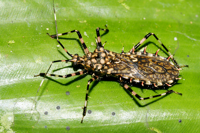 Assassin bug Assassin bug  family Reduviidae  on a leaf. Assassin bugs are so called because they use their proboscis to inject saliva into their prey. This liquifies the insides of their victim, which are then sucked out. Photographed in Yasuni National Park, Amazon Rainforest, Ecuador.