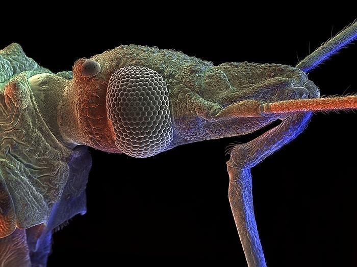 Assassin bug, SEM Assassin bug. Coloured scanning electron micrograph  SEM  of the head of an assassin bug, also known as a kissing bug. This insect is in the order Hemiptera  sub family Triatominae . The SEM shows one of the two large compound eyes  upper left , the first parts of the antennae  upper right , and a large proboscis  lower right . The proboscis curves outwards from the head and then downwards, and is used to punch into and penetrate the skin of the bug s host, feeding on their blood. This insect is a vector for the parasitic protozoan Trypanosoma cruzi, which causes Chagas disease. Magnification: x20 when printed 10cm wide.