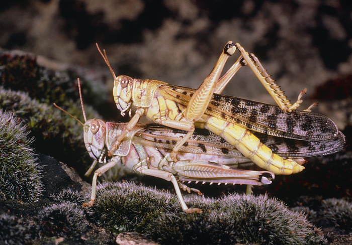 Image of the copulation of two desert locust Copulation between two desert locusts, Schitocerca gregaria or peregrina. The females lay 30 100 eggs in the ground, in a hole dug with the abdomen, which is then covered by a plug of foam permeable to air. After insemination a female buries about ten such clusters of eggs. Desert locusts are well known for their voracity. They migrate in huge swarms formed by billions of insects, completely destroying every vegetable form along their path. They consume all sorts of plant substances from which their digestive system extracts water. Only by eating continuously, may desert locusts survive desiccation in very hot and dry climates.